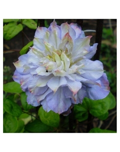 Клематис крупноцветковый "Вероника Чойс", капер, 1 шт, Весна 2025 Поиск