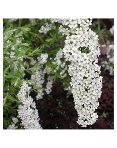 Спирея серая "Грациоза", туба, 1 шт, Весна 2025 Поиск