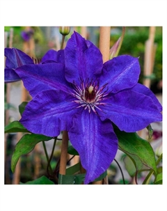 Клематис крупноцветковый "Дженни", капер, 1 шт, Весна 2025 Поиск