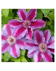 Клематис крупноцветковый "Гиренас", капер, 1 шт, Весна 2025 Поиск