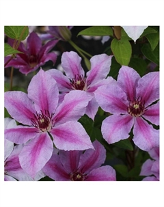 Клематис ботанический Люкс "Супер Кьют", капер, 1 шт, Весна 2025 Поиск