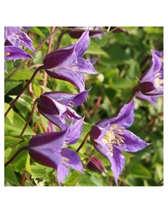 Клематис ботанический Люкс "Ян Фопма", капер, 1 шт, Весна 2025 Поиск