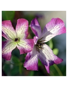 Клематис ботанический "Минуэт", капер, 1 шт, Весна 2025 Поиск