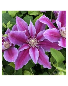 Клематис крупноцветковый "Акаиши", капер, 1 шт, Весна 2025 Поиск