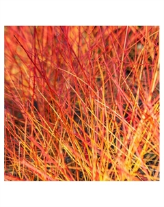 Дерен красный "Энни Уинтер Ориндж", туба, 1 шт, Весна 2025 Поиск