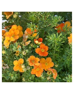 Лапчатка кустарниковая "Аннет", туба, 1 шт, Весна 2025 Поиск