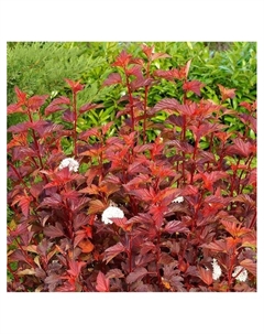 Пузыреплодник калинолистный "Диабол Д'ор", туба, 1 шт, Весна 2025 Поиск