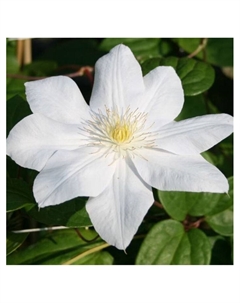 Клематис крупноцветковый "Вадас Праймроуз", капер, 1 шт, Весна 2025 Поиск