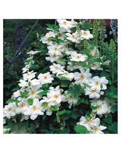 Клематис крупноцветковый "Мадам Ле Культр", капер, 1 шт, Весна 2025 Поиск