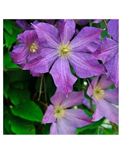 Клематис ботанический Люкс "Супер Нова", капер, 1 шт, Весна 2025 Поиск