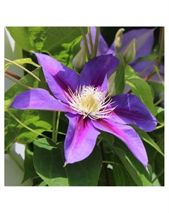 Клематис крупноцветковый "Джордж Джекмен", капер, 1 шт, Весна 2025 Поиск