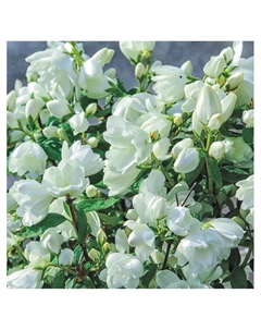 Жасмин садовый (Чубушник) "Сноубель", туба, 1 шт, Весна 2025 Поиск