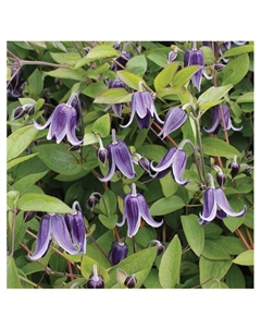 Клематис ботанический Люкс "Фасцинейшн", капер, 1 шт, Весна 2025 Поиск