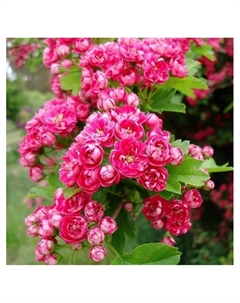 Боярышник обыкновенный "Пауль Скарлет", туба, 1 шт, Весна 2025 Поиск