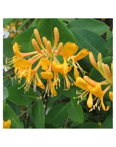 Жимолость Тельмана, туба, 1 шт, Весна 2025 Поиск