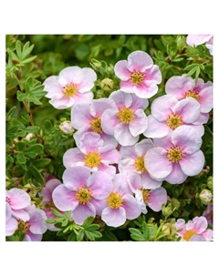 Лапчатка кустарниковая "Принцесс", туба, 1 шт, Весна 2025 Поиск