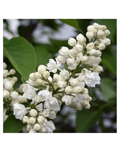 Сирень обыкновенная "Память о Колесникове", туба, 1 шт, Весна 2025 Поиск