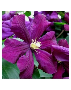 Клематис крупноцветковый "Жакмани", капер, 1 шт, Весна 2025 Поиск