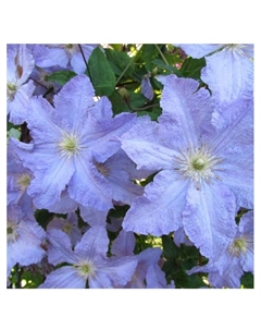 Клематис крупноцветковый "Блекитни Аниол", капер, 1 шт, Весна 2025 Поиск
