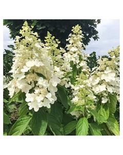 Гортензия метельчатая «Кьюшу», туба, 1 шт., Весна 2025 Поиск