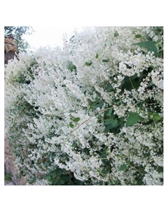 Горец Ауберта, туба, 1 шт, Весна 2025 Поиск