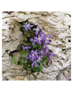 Клематис ботанический «Арабелла», капер, 1 шт., Весна 2025 Поиск