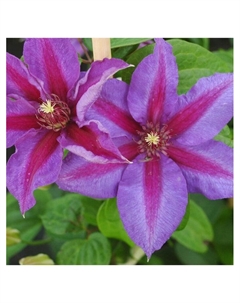 Клематис крупноцветковый "Миссис Н.Томпсон", капер, 1 шт., Весна 2025 Поиск