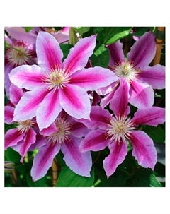 Клематис крупноцветковый «Доктор Раппел», капер, 1 шт., Весна 2025 Поиск