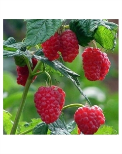 Малина ремонтантные сорта Люкс «Бальзам», 1 шт., туба, Весна 2025 Поиск