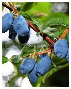 Жимолость съедобная (Серия Северный Сад) «Роксана», 1 шт., туба, Весна 2025 Поиск