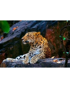 Картина по номерам Леопард на скале / ХК-0914 Рыжий кот