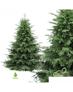 Ель Раскидистая Премиум 2.1 м Greenterra