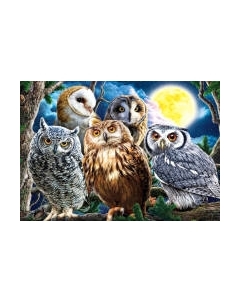 Картина по номерам Совиная компания / ХК-8017 Рыжий кот