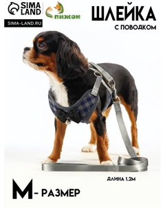 Комплект амуниции с мягкой шлейкой, М, поводок 120 х 1 см, ОШ 28-48 см, ОГ 32-52 см, серый Пижон