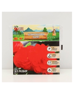 Бегония махровая «Скарлет», луковица, р-р 4/5, 5 шт. Сады дедушки никиты