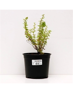 Саженец Лапчатка кустарниковая Мэрион Ред Робин, С2 горшок, Н10-50 высота, 1 шт. Поиск