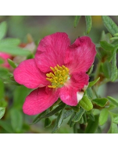 Саженец Лапчатка кустарниковая Беллисима, С3 горшок, Н10-50 высота, 1 шт. Поиск