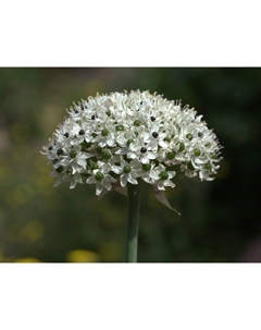 Лук «Нигрум», 10/12 р-р, 10 шт., 50-75 h(см), Осень 2025 Поиск