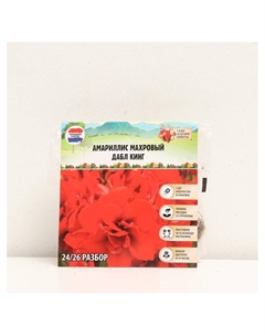 Амариллис Махровый Double King, многолетник, луковица, р-р 24/26, 1 шт. Сады дедушки никиты