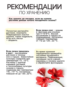 Амариллис Махровый Dancing Queen, многолетник, луковица, р-р 22/24, 1 шт. Сады дедушки никиты