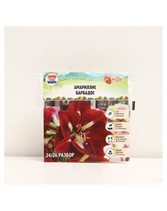 Амариллис Barbados, многолетник, луковица, р-р 24/26, 1 шт. Сады дедушки никиты