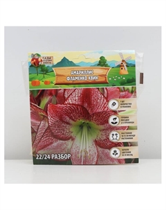 Амариллис Flamenco Queen, многолетник, луковица, р-р 22/24, 1 шт. Сады дедушки никиты