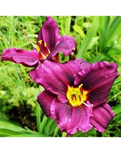 Лилейник гибридный "Супер Фокс", Горшок С3, 1 шт, Весна 2024 Архиленд