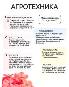 Флокс метельчатый «Тенор», корневище в пакете с торфогрунтом, р-р I, 2 шт. Сады дедушки никиты