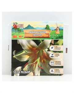 Лилия Восточная «Чилл Аут», луковица в пакете с перфорацией, р-р 14/16 3 шт. Сады дедушки никиты