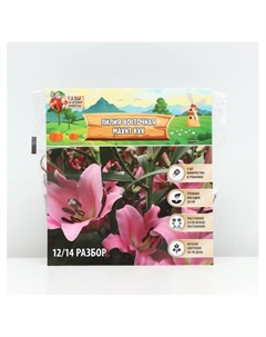 Лилия Восточная «Маунт Кук», луковица в пакете с перфорацией, р-р 12/14, 3 шт. Сады дедушки никиты