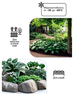 Хоста «Ферст Фрост», корневище в пакете с торфогрунтом, р-р I, 1 шт. Сады дедушки никиты