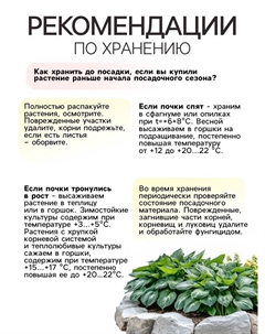 Хоста "Патриот", р-р I, 1 шт, Весна 2025 Сады дедушки никиты