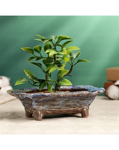 Горшок - бонсайница прямоугольная для кактусов и суккулентов, 16,5х11,5х5см Take it easy