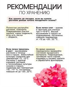 Флокс «Юник Оранж» корневище в пакете с торфогрунтом, р-р I, 2 шт. Сады дедушки никиты